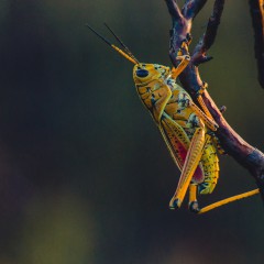 Insekten sind nicht für den Klimawandel verantwortlich.