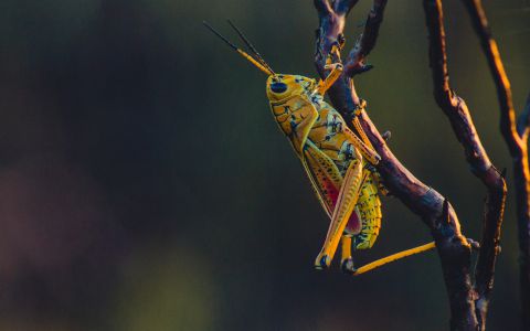 Insekten sind nicht für den Klimawandel verantwortlich.